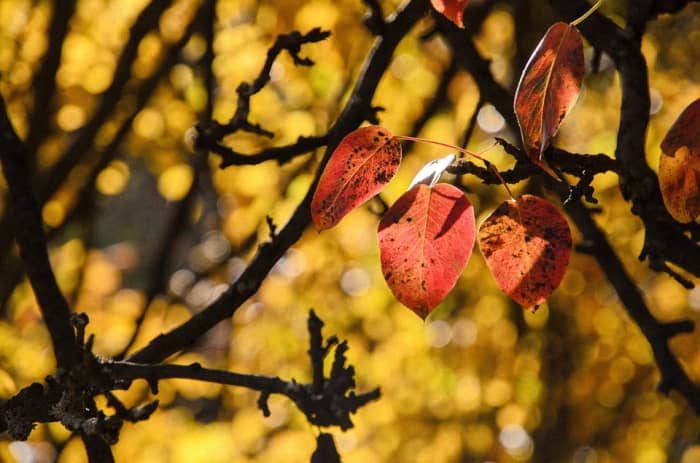 The last leaves of autumn cling on to the branches. An image Shakespeare uses to communicate his impending decay and sense of despair