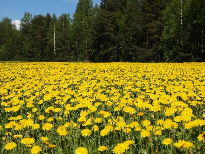 Researchers at Ohio University are studying the use of dandelions for the manufacture of rubber.