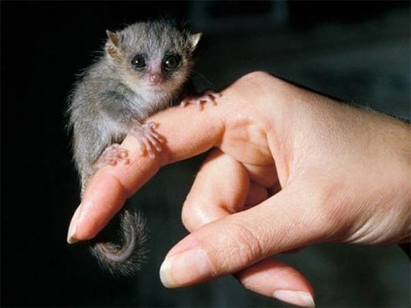 This is a tiny, gray mouse lemur (Microcebus murinus). According to a recent article on Smithsonian.com, they are under constant pressure due to the continuing loss of their forest habitat, causing stress that is threatening their survival.