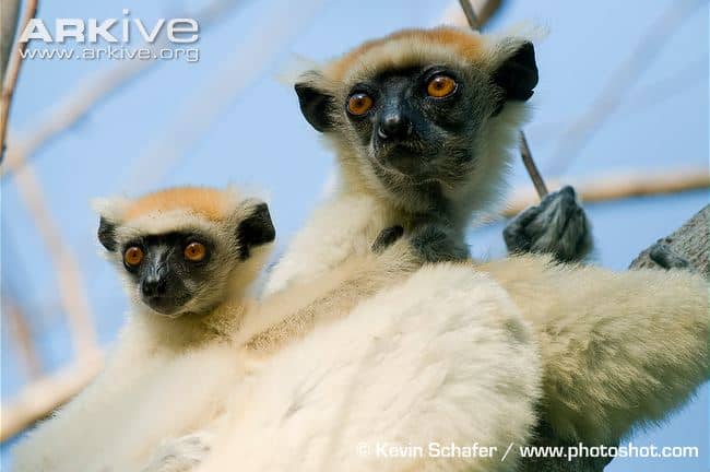 This is the easily-recognizable, endangered golden-crowned sifaka (Propithecus tattersalli) lemur, the smallest of the sifaka species. Its hairless black face is drawn into a triangular muzzle. It is also known as Tattersall's sifaka.