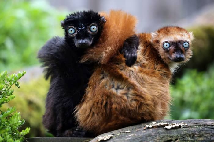 This is a photograph of a male and female, critically-endangered, blue-eyed black lemur (Eulemur flavifrons), the only non-human primate with blue eyes.