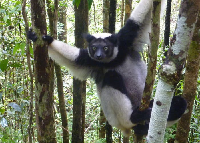 The Indri lemur (scientific name Indri indri) is the largest of the lemurs and is the only lemur with green eyes and no tail. This photo was taken at the Analamazaotra Reserve in the Andasibe-Mantadia National Park, Madagascar.
