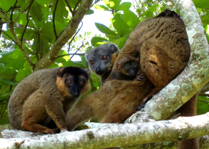 The collared brown lemur (Eulemur collaris) is only one of 12 species of brown lemurs in the world. A male has different colors of brown and red on top of its head whereas the top of a female's head is only light brown.