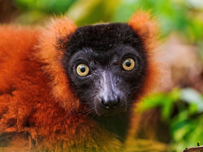 Red-ruffed (Varecia rubra) lemurs, such as the one here, are extremely vocal, having the ability to make about a dozen calls, which are often used to warn other lemurs of potential predators.