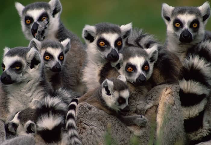 Ring-tailed lemurs (Lemur catta) - you can find some of these cute - yet endangered - primates at the Oakland Zoo in California.