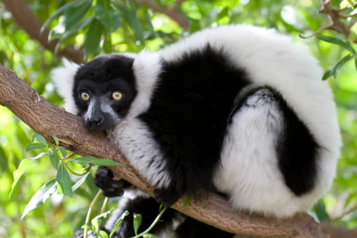 This is a handsome black-and-white ruffed lemur (Varecia variegata). According to http://www.worldlifeexpectancy.com, this guy has a life expectancy of about 19 years. The tuxedo colors are in stark contrast to its bright yellow eyes.
