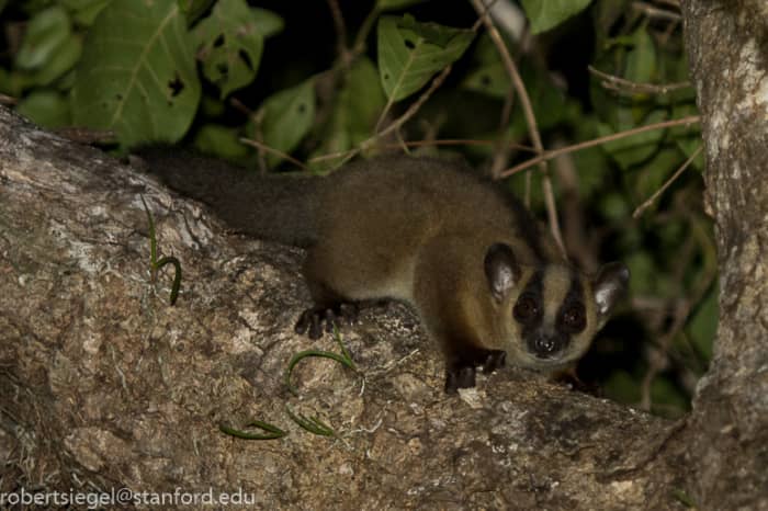 The western fork-marked lemur (Phaner pallescens) was only discovered in 2010. The photographer that captured this one has some amazing photos of lemur here: http://web.stanford.edu/~siegelr/animalz/lemur.html#phaner - copy and paste address.