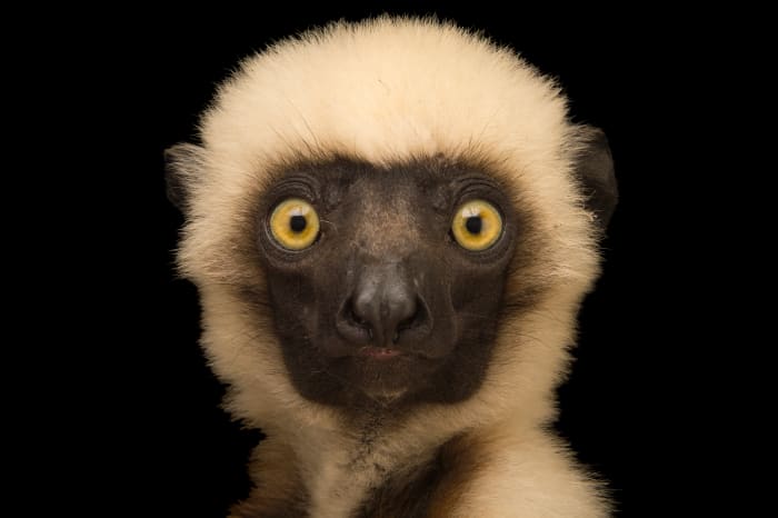 This is the face of the extremely rare and endangered Von der Decken's sifaka lemur (Propithecus deckenii). This stunning photograph was taken by National Geographic photographer Joel Sartore.