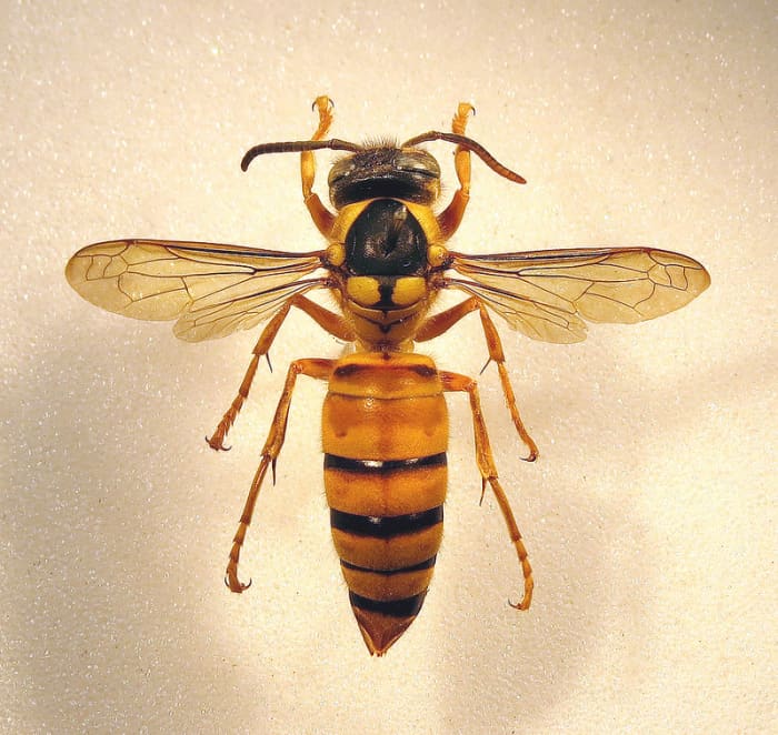 The Black Shield Wasp (which is actually a species of hornet) is the pollinator of an orchid, Dendrobium sinense, found only on the Chinese island of Hainan.