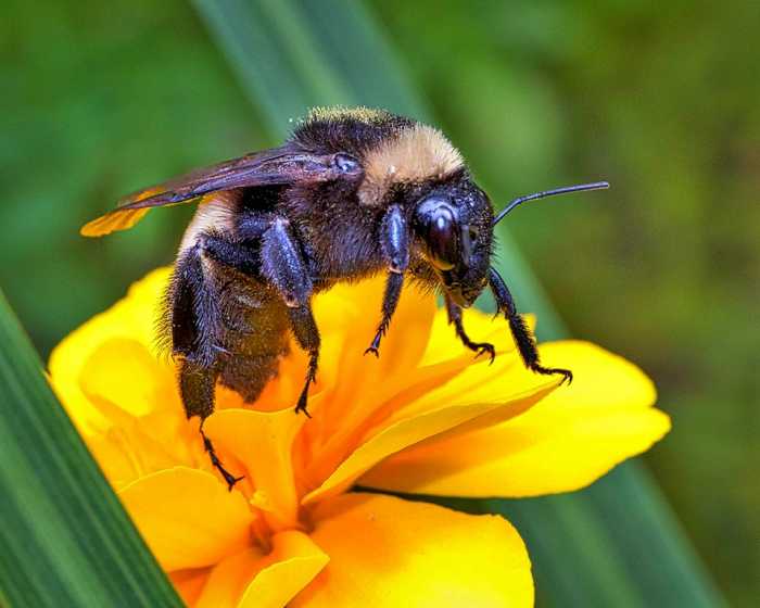A bumblebee perched upon a yellow flower. Bees, in contrast to wasps, have larger, fuzzy-looking bodies and fatter legs. Most bees won't sting unless they are provoked, so don't disturb a bumblebee nest; it makes them angry.