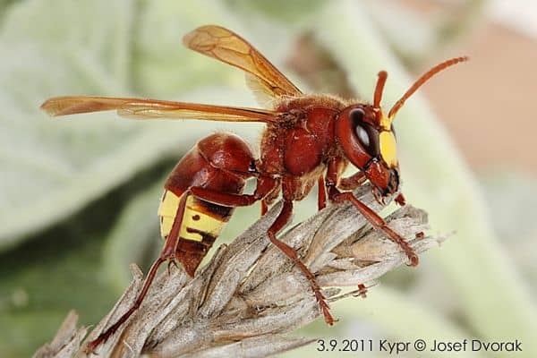 An oriental hornet (Vespa orientalis ) - found in Southwest Asia, Northeast Africa, the island of Madagascar, Israel and parts of Southern Europe. This guy's sting is extremely painful and some people are allergic to the sting.