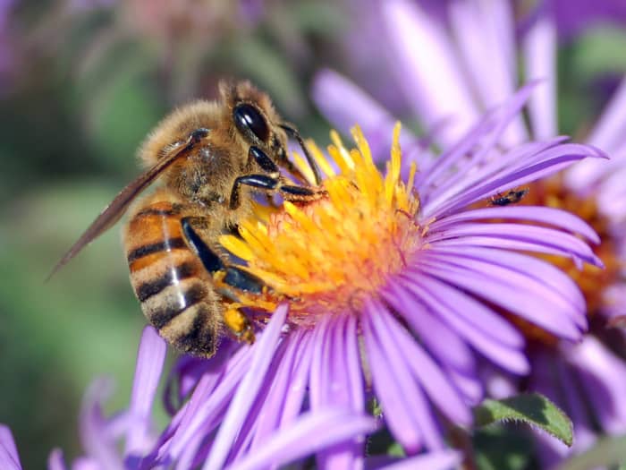 Honey bees are important pollinators of fruits, vegetables and flowers and it won't sting you unless provoked, so please don't provoke it. These bees can only sting one time, then die, and our environment can't afford to lose them.