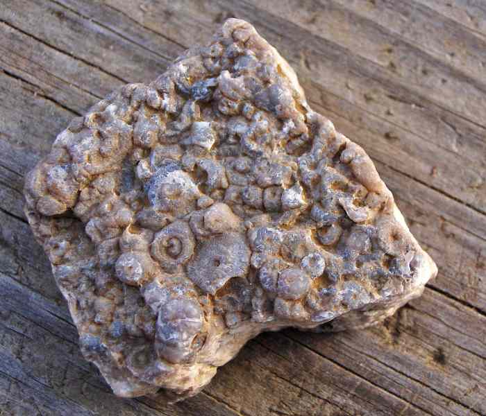Crinoidal Limestone - Lake Michigan Beach Stone 