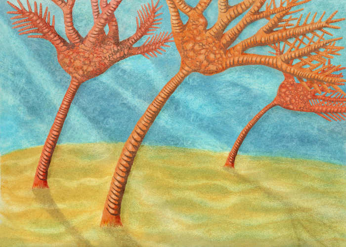 My Sea Lily (Crinoid) Drawing