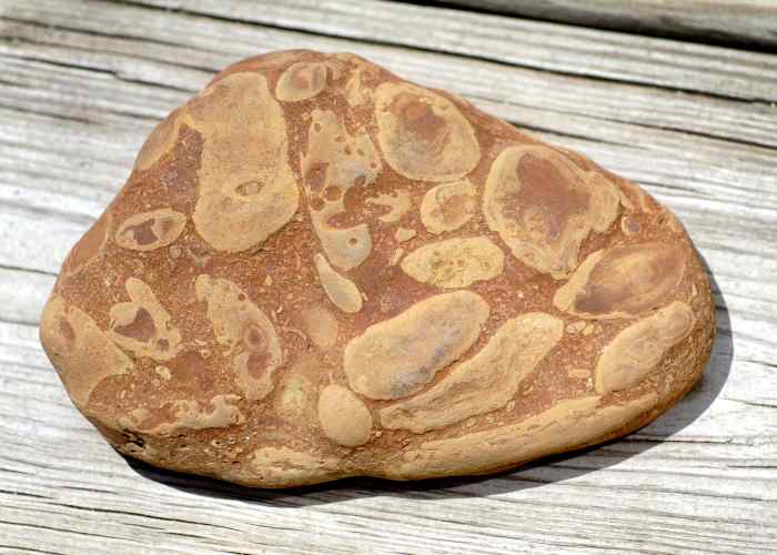 Fossiliferous Limestone - Lake Michigan Beach Stones
