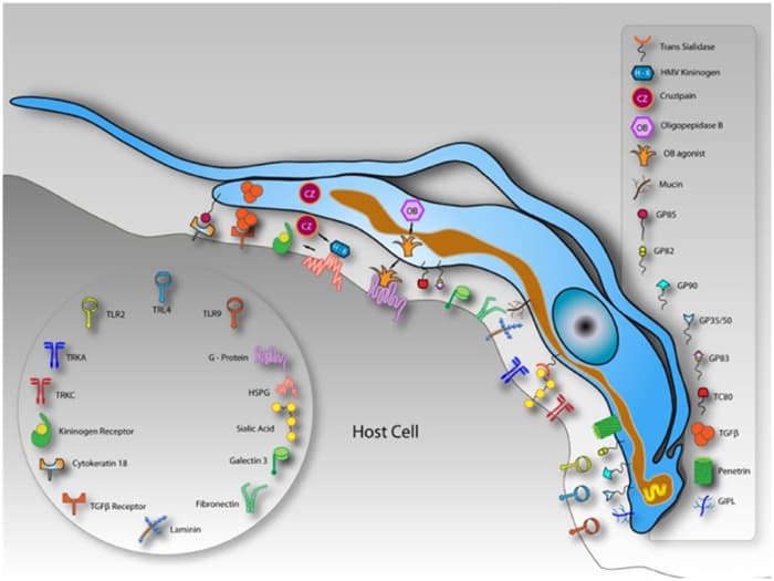 Some of the many cell-surface antigens of Trypanosoma; these are always changing due to antigenic variation, impeding the host's immune response