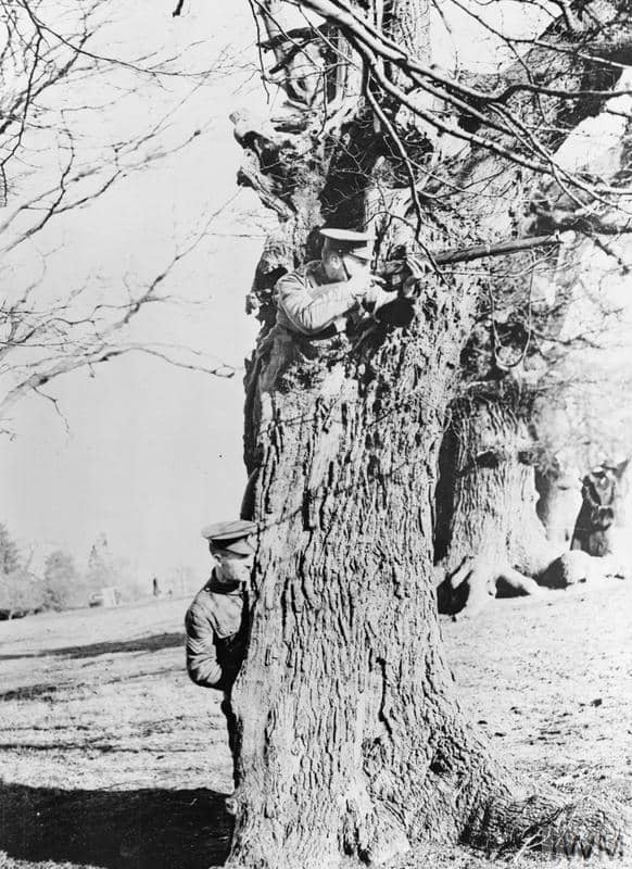 British soldiers practice sniping from a tree in Richmond Park, London. In Flanders they would find that trees were no more than shattered sticks.