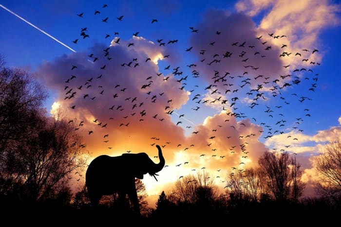 For 3 years in a row after his death, the elephants wandered to Lawrence's house on the same day to mourn.
