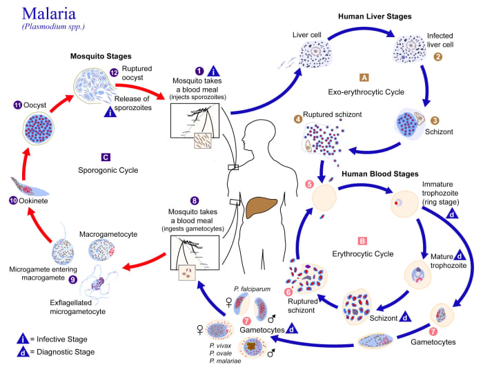 Life cycle of Plasmodium