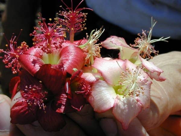 Ko‘oloa‘ula flower variations and ripe fruits. Abutilon is an irresistible plant to hummingbirds, bees, and butterflies. The flowers are often used in leis in Hawaii.
