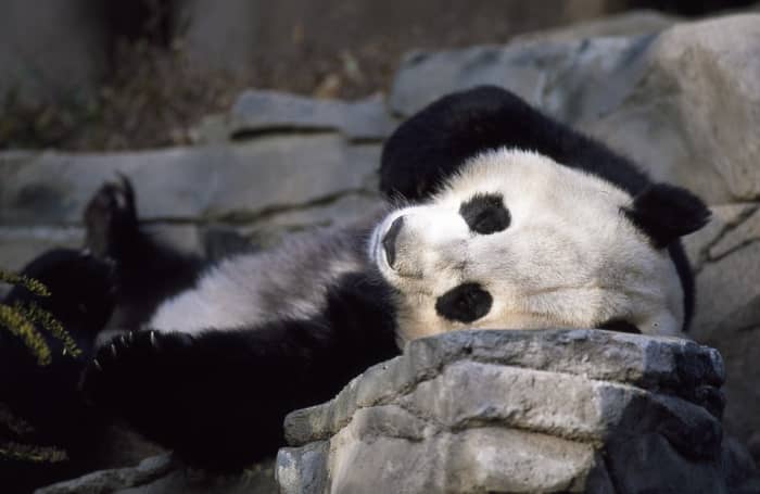 10 Things You Probably Didnt Know About Giant Pandas Owlcation