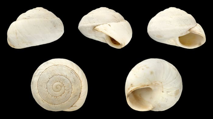 Shell views of Sphincterochila maroccana, a type of land snail that lives in very hot and dry environments. Its white shell reflects sunlight, keeping the snail cool.