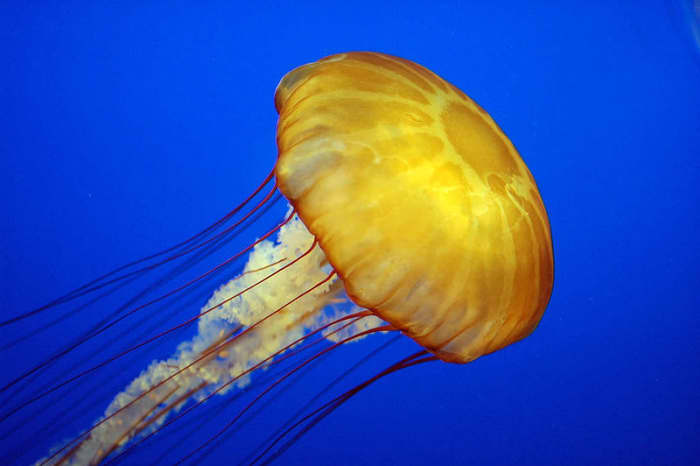 The really thick skin of a shark means that the jellyfish stings would have no affect on them at all.