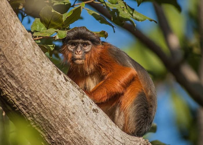 Recent research has revealed that chimpanzee predation may be a considerable selection factor in the populations of red colobus monkeys in certain areas.