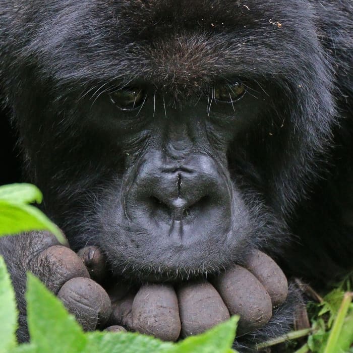 Top 10 Facts About Gorillas - Owlcation