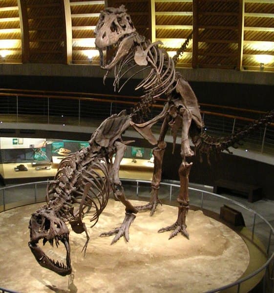 The Purpose of T-Rex’s Small Arms - Owlcation