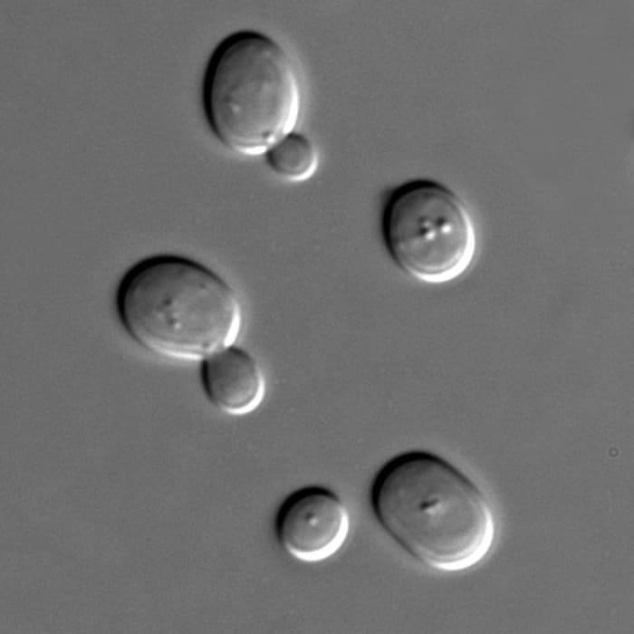 This image of yeasts was taken using a high-powered microscope. Yeasts are used in brewing and baking because their anaerobic respiration process produces ethanol (which makes beer alcoholic) and carbon dioxide (which makes bread rise)