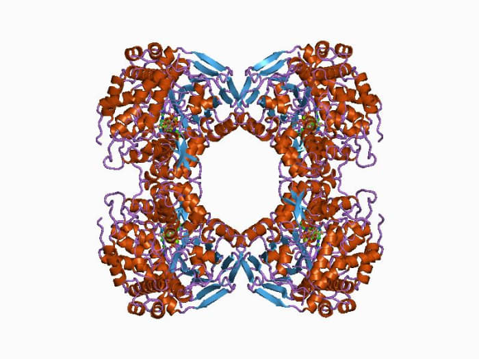 A diagrammatic image of an Oxidoreductase molecule. Oxidoreductase are one of the types of proteins called enzymes which catalyze and control respiration and other metabolic activity