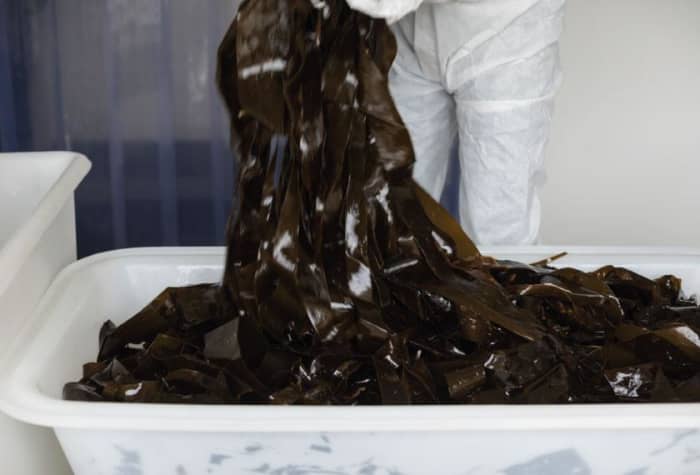Kombu is commercially sold because of its added content to dishes by the release of the umami flavor. Here we see kombu being prepared to be packaged in a facility.