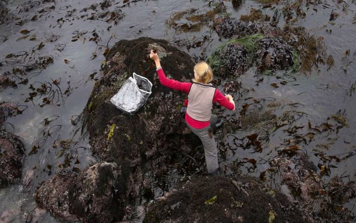 This person is foraging seaweed off of the Northern California coast at low tide. The black rocks are extremely slippery and watch out for clams, mollusks, and other shelled friends.