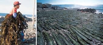 Here we have a Kombu forager in Japan. Off the northern shores of Japan Kombu grows up to thirty feet in length and is a vital source of income for local fishery populations. Nets have been drawn out of placed to create a safe barrier over the Kombu.