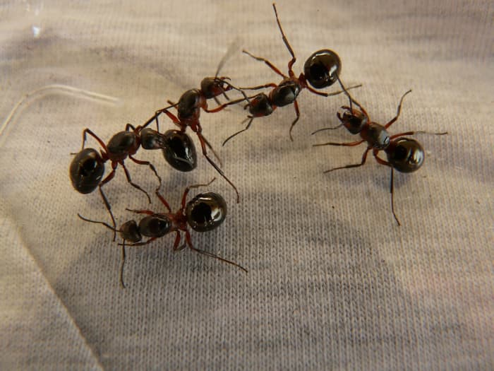 Termites Vs. Ants: How To Tell The Difference - Owlcation