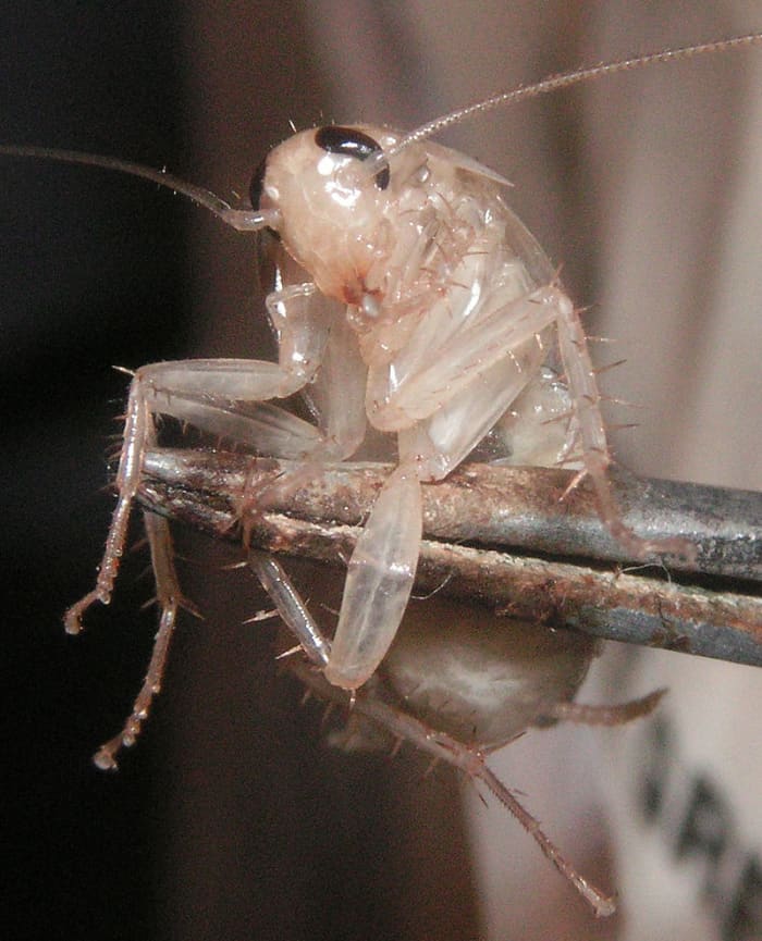 The cockroach (up-close). This roach is only a few days old. You can tell by its white/clear discoloration that is prominent among baby cockroaches.