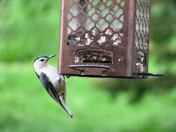 What Do Wild Birds Eat in Summer and Winter? Owlcation