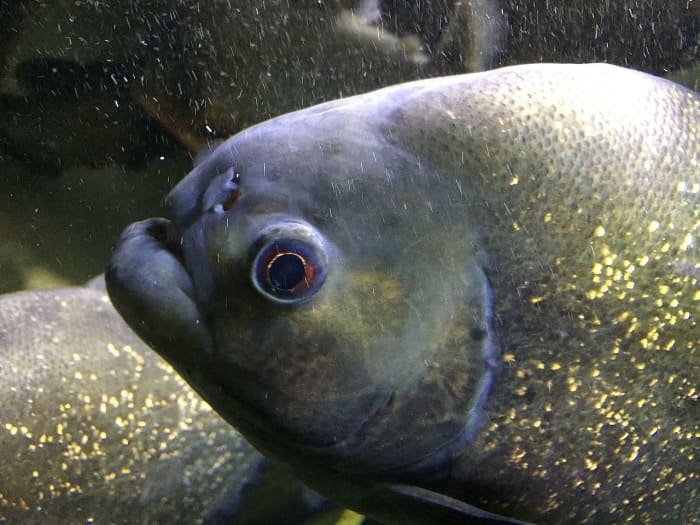 Up-close image of Red-Bellied Piranha. Despite their large teeth, the animal's teeth are hidden from view by its thick outer lips.