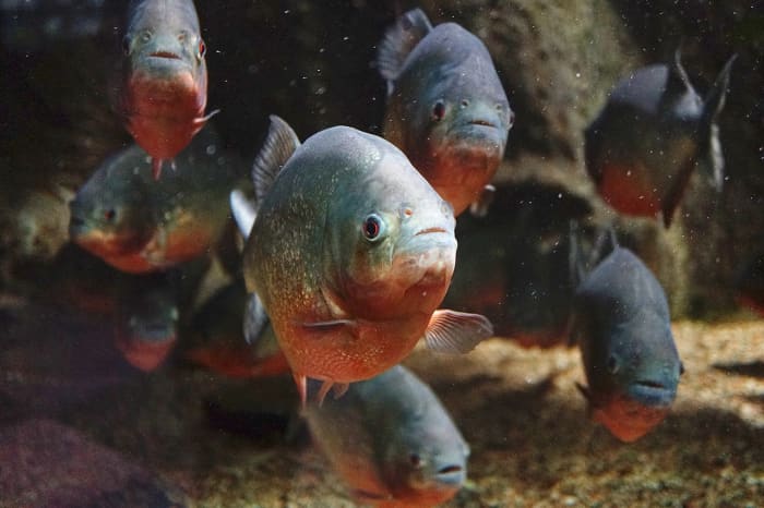 Image of a large piranha shoal. Shoals serve multiple purposes for the piranha, affording them remarkable protection from larger predators.