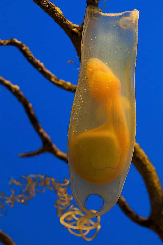 Egg and fetus of Scyliorhinus canicula (a type of catshark)