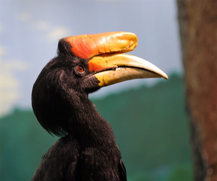 A male rhinoceros hornbill has a red iris.