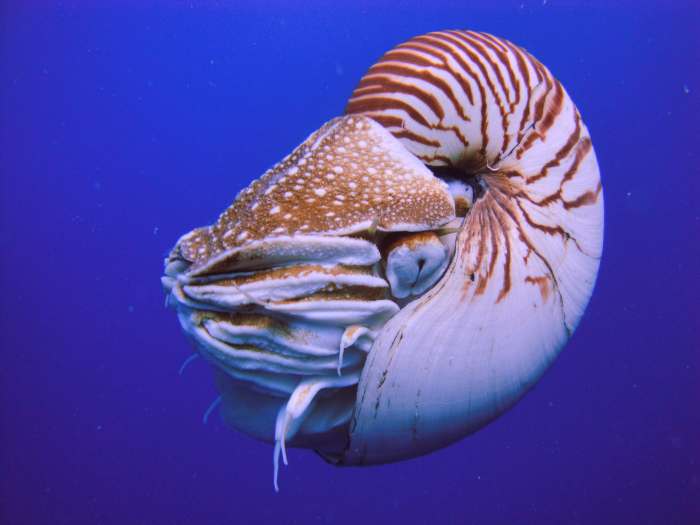 Nautilus, A Cephalopod From Subclass of Nautiloidea 