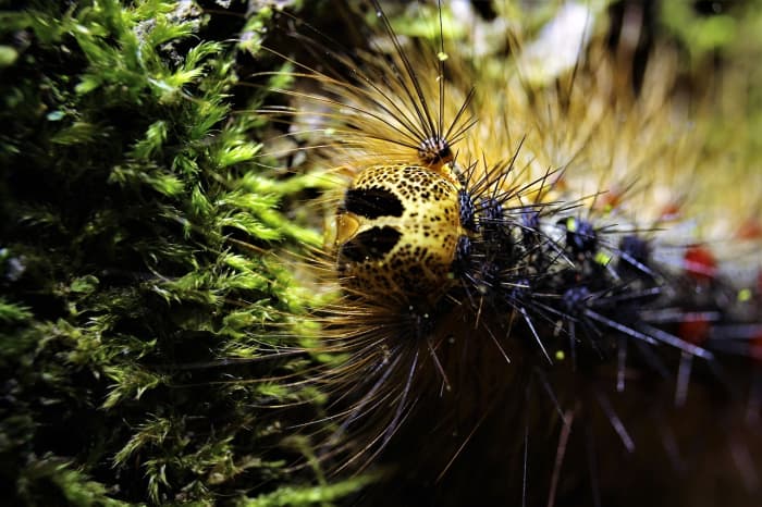 Gypsy moth caterpillars have the appearance of a "face" caused by markings on the head capsule.