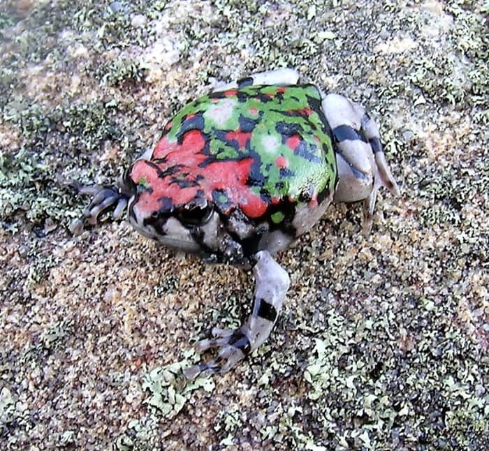 Another Malagasy rainbow frog