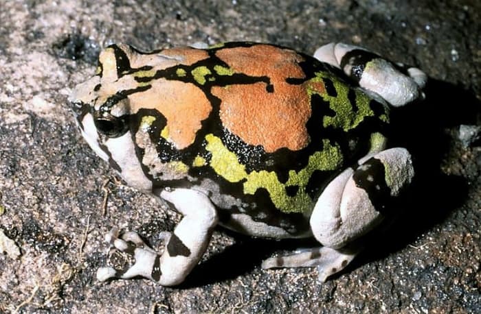 A Malagasy rainbow frog