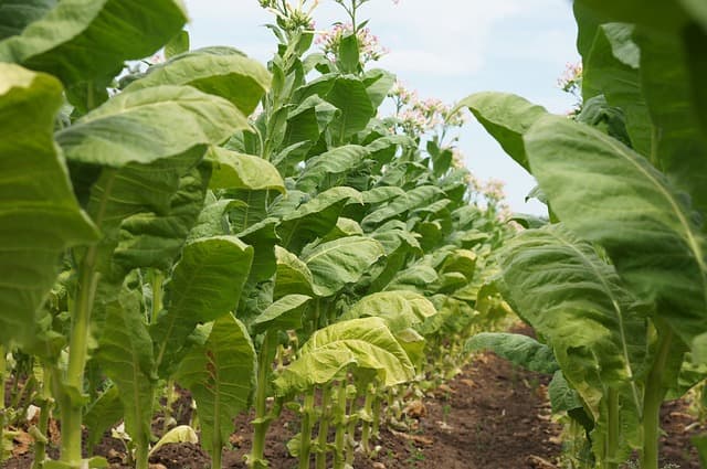 The Anigatogewi, or Wild Potato Clan, represent flesh; their responsibilities include growing and preserving food.