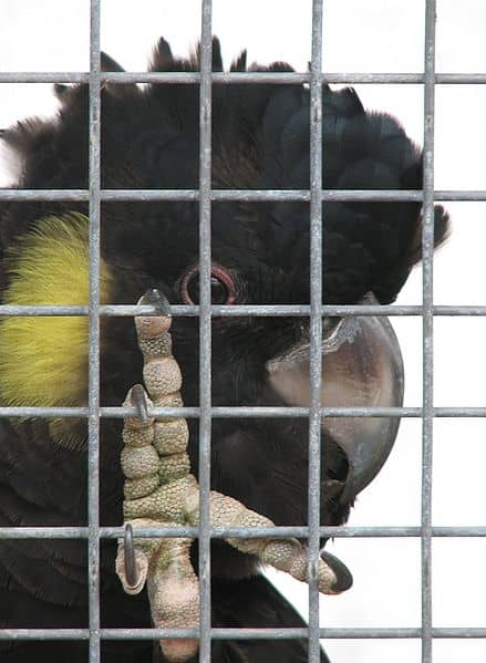 Both Mrs. Wright and Ruth are imprisoned by their husband's expectations of what they should and should not do as women with as many freedoms as a caged bird.