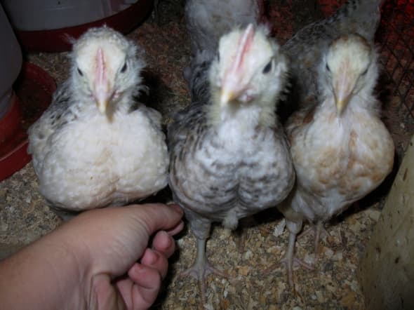 Sexing started Basques 2008-10: Two male on left and centre, female on right. All about 4-5 weeks old.