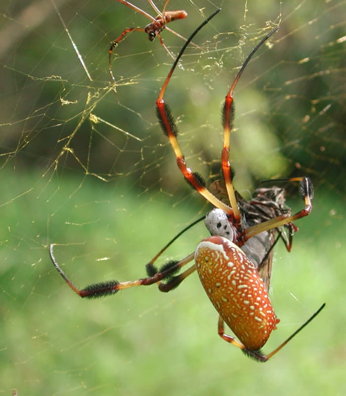 The name of the spider's genus: "Nephila" comes from Ancient Greek. It means "fond of spinning", derived from the words: "nen" (to spin) and "philos" (to love).